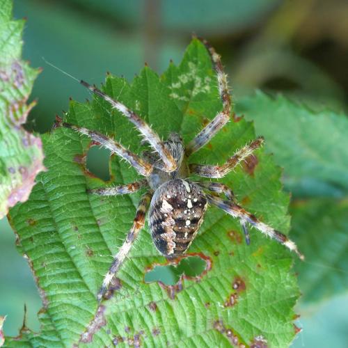 Araneus diadematus